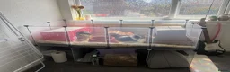 Guinea Pig rodents for sale: 2 Bonded boys around 1 and a half Years Old + cage in Nottingham - Advert 1