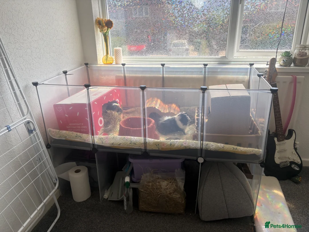 Guinea Pig rodents for sale: 2 Bonded boys around 1 and a half Years Old + cage in Nottingham - Advert 1