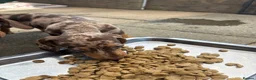 Dachshund dogs for sale: Absolutely gorgeous litter of 5 dachshund puppies - Advert 9