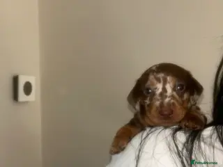 Miniature Dachshund dogs True miniature dachshunds - Advert 2