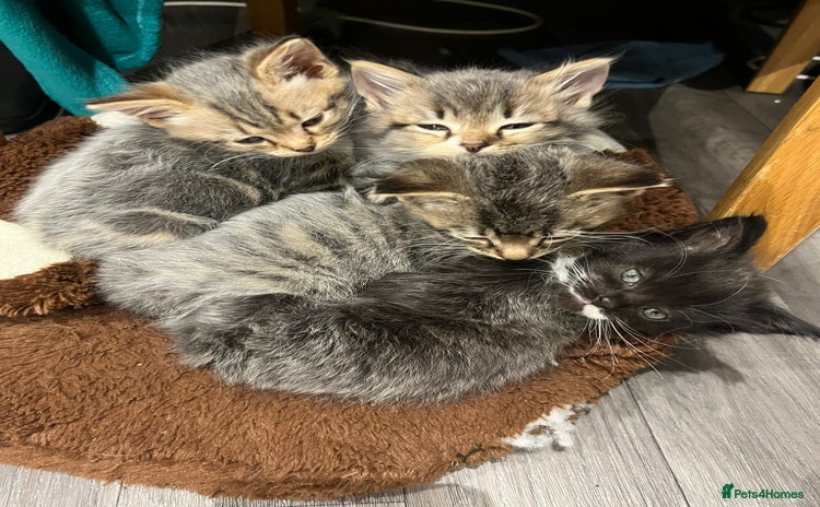 Mixed Breed cats - Advert 13
