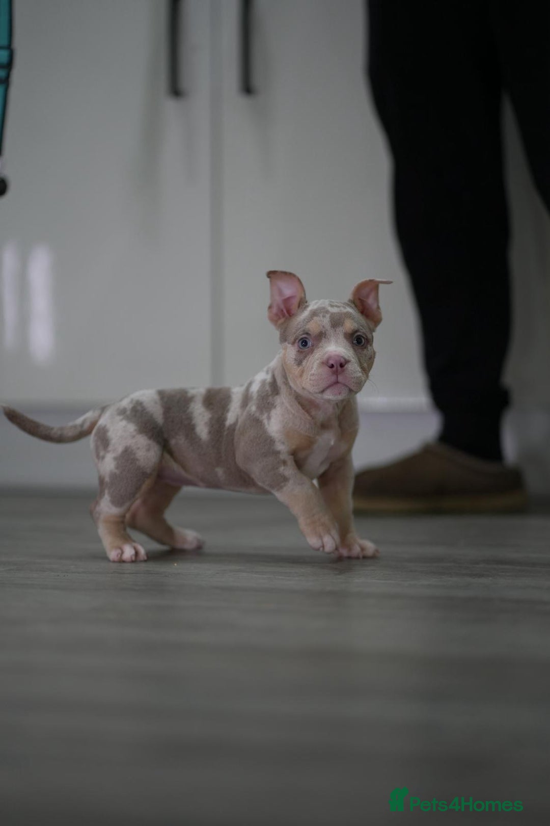 American Bully dogs for sale: Mirco bully- perfect and ready to go.  - Advert 16
