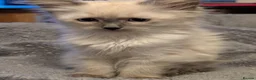 Siberian cats for sale: Siberian kitten  - Advert 2