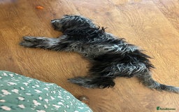 Cockapoo dogs for sale: Beautiful 6 month old girl  - Image 4