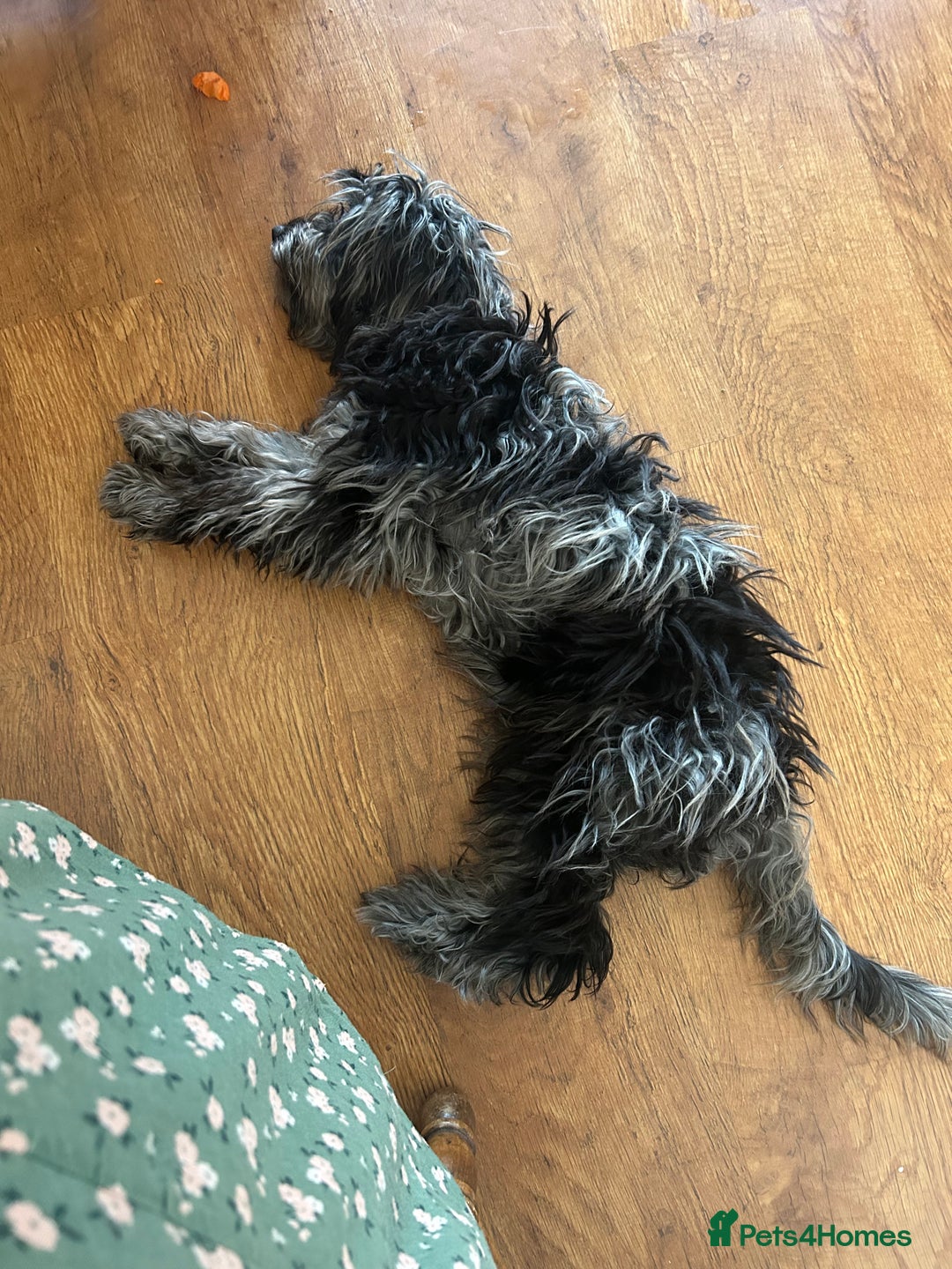Cockapoo dogs for sale: Beautiful 6 month old girl  - Image 4