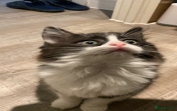 RagaMuffin cats for sale: 🐾 **Charming Ragdoll-Kittens for Adoption!** 🐾 - Image 18