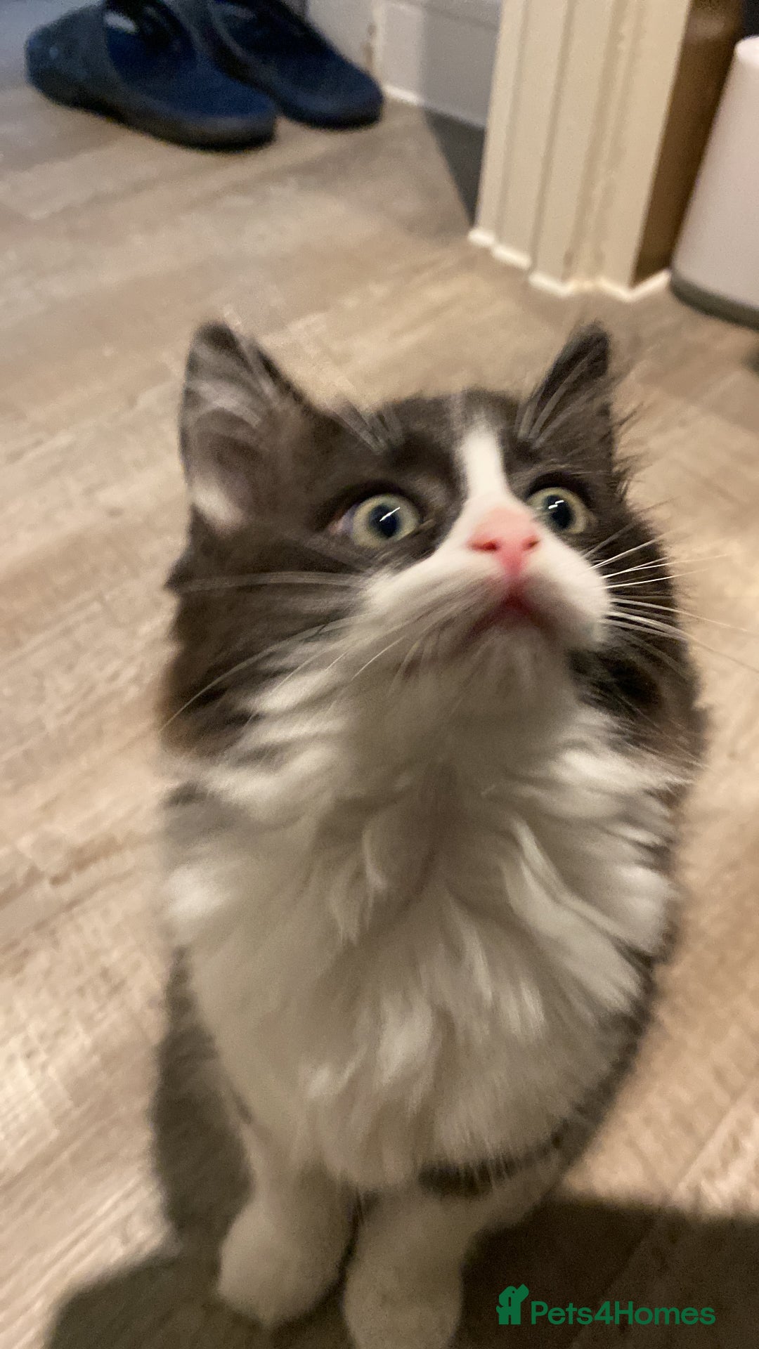 RagaMuffin cats for sale: 🐾 **Charming Ragdoll-Kittens for Adoption!** 🐾 - Image 18