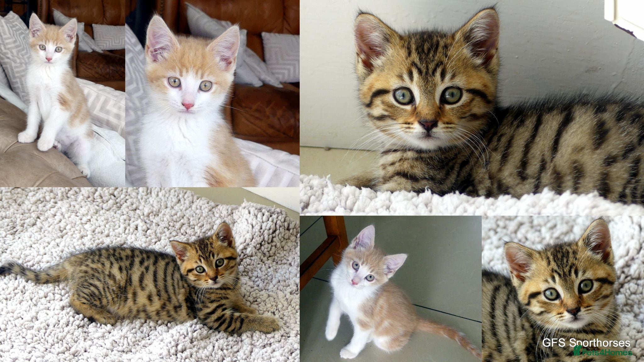 Mixed Breed cats Adorable Ragdoll x Maine Coon mix kittens  - Advert 1