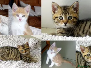 Mixed Breed cats Adorable Ragdoll x Maine Coon mix kittens - Advert 1
