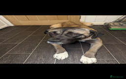 Mixed Breed dogs for sale: Cane corso/akita - Image 2
