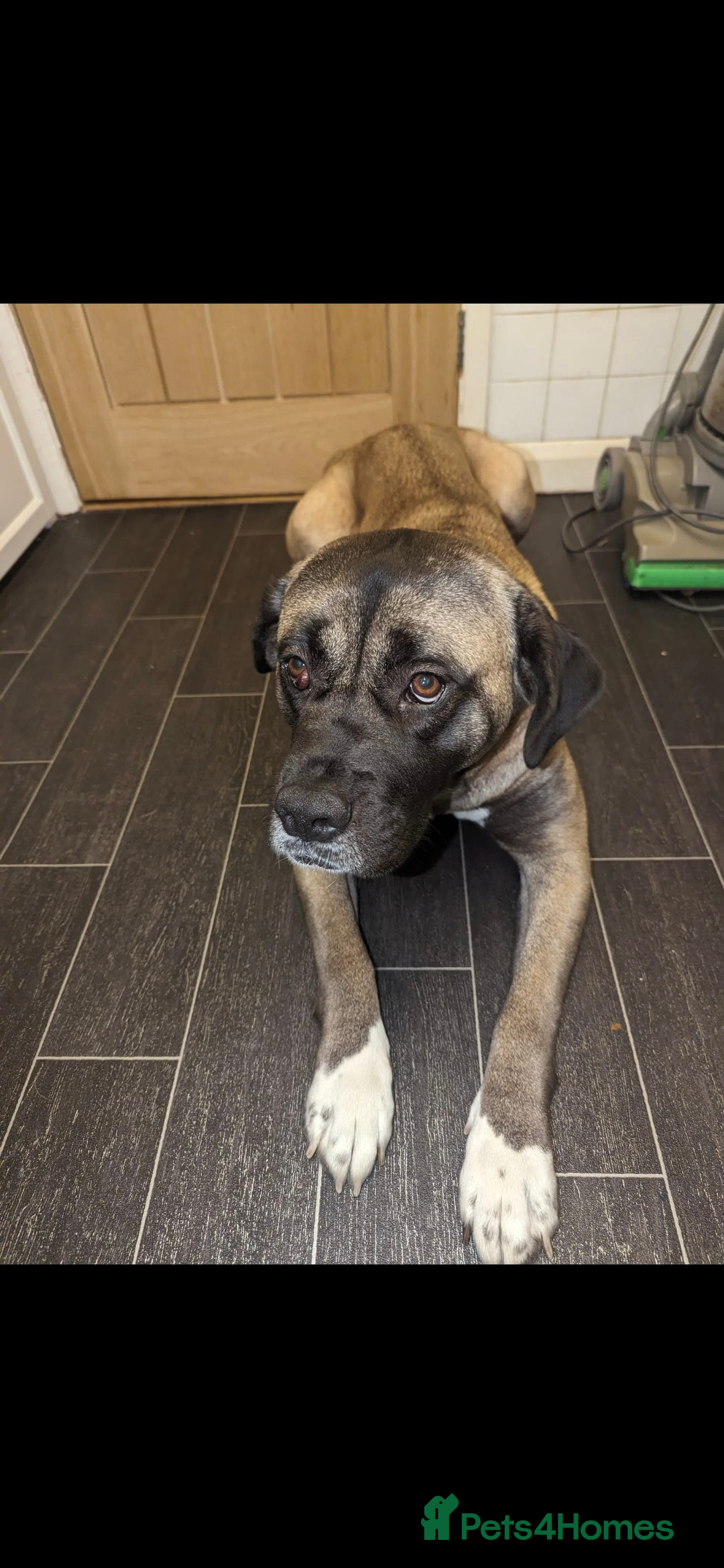 Mixed Breed dogs for sale: Cane corso/akita - Image 2