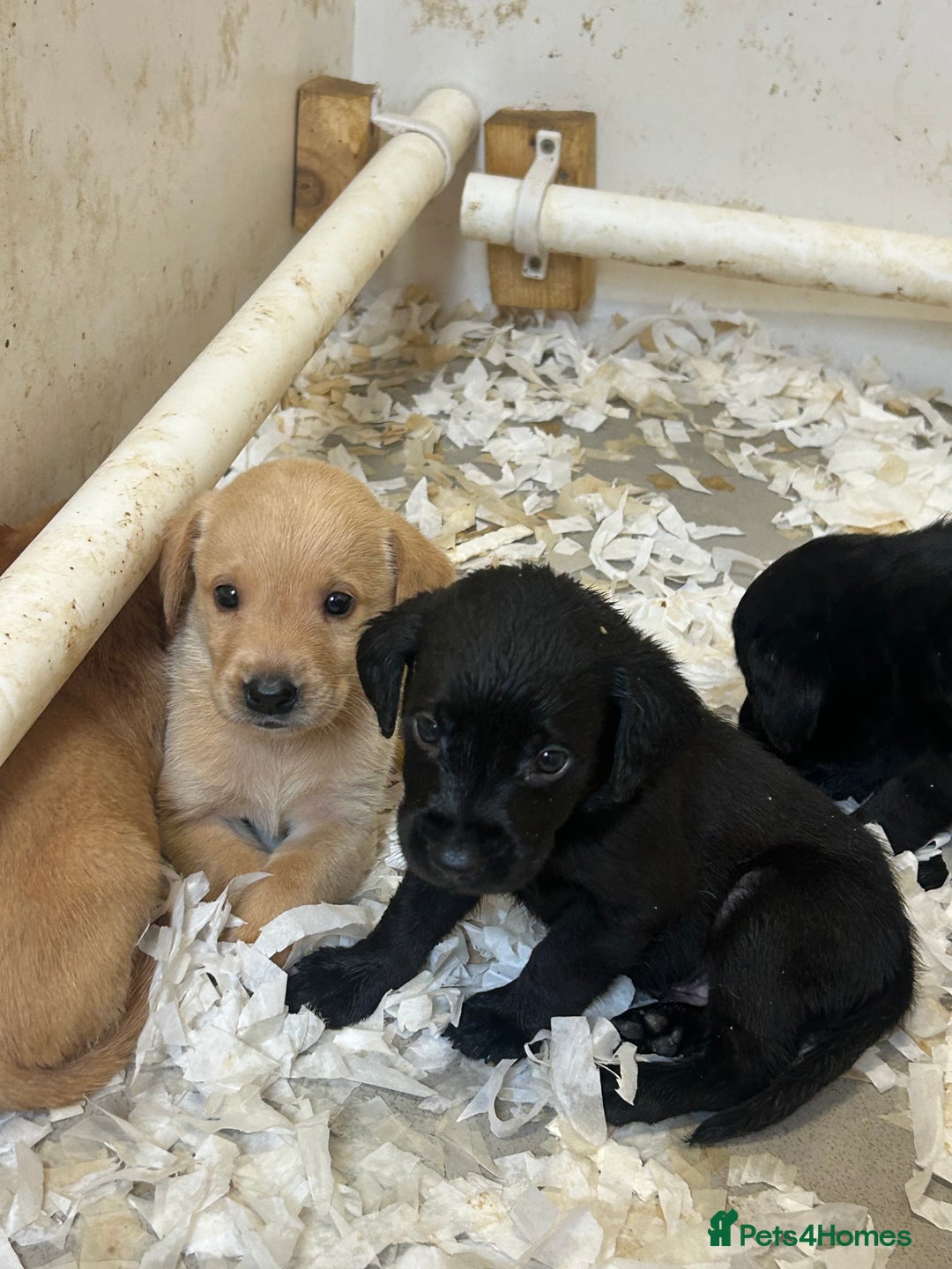 Labrador Retriever dogs for sale: 5⭐️kc reg Labrador puppies⭐️ - Image 8