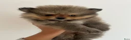 Pomeranian dogs for sale: Minature teddy Poms  - Advert 7