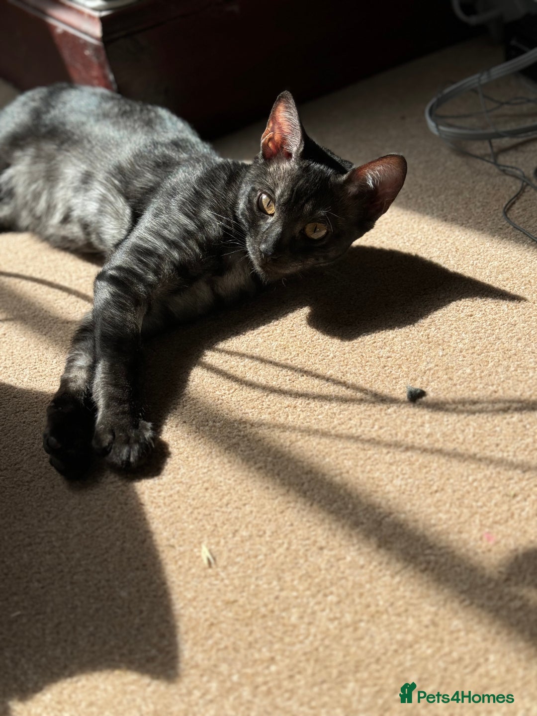 Bengal cats for sale: Beautiful Bengal For Sale - Image 3