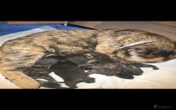 Mixed Breed cats for sale: 3 kittens for sale - Image 7