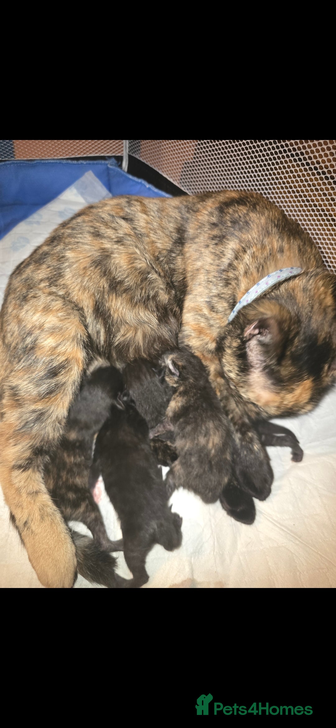 Mixed Breed cats for sale: 3 kittens for sale - Image 7