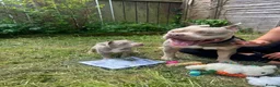 American Bully dogs for stud: 🐾BUGZY ABKC/PEDIGREE/PROVEN STUD🐾 in Pontefract - Advert 27