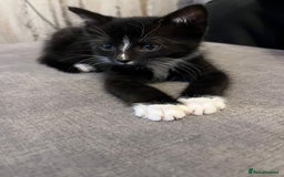 Mixed Breed cats for sale: Beautiful kittens  - Image 2