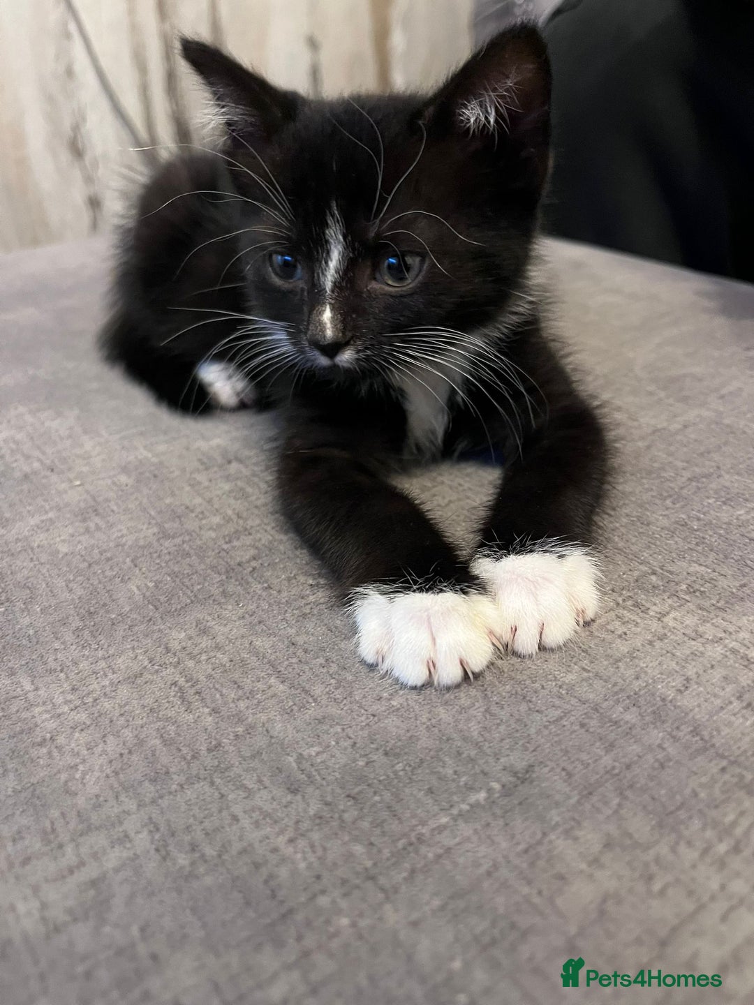 Mixed Breed cats for sale: Beautiful kittens  - Image 2