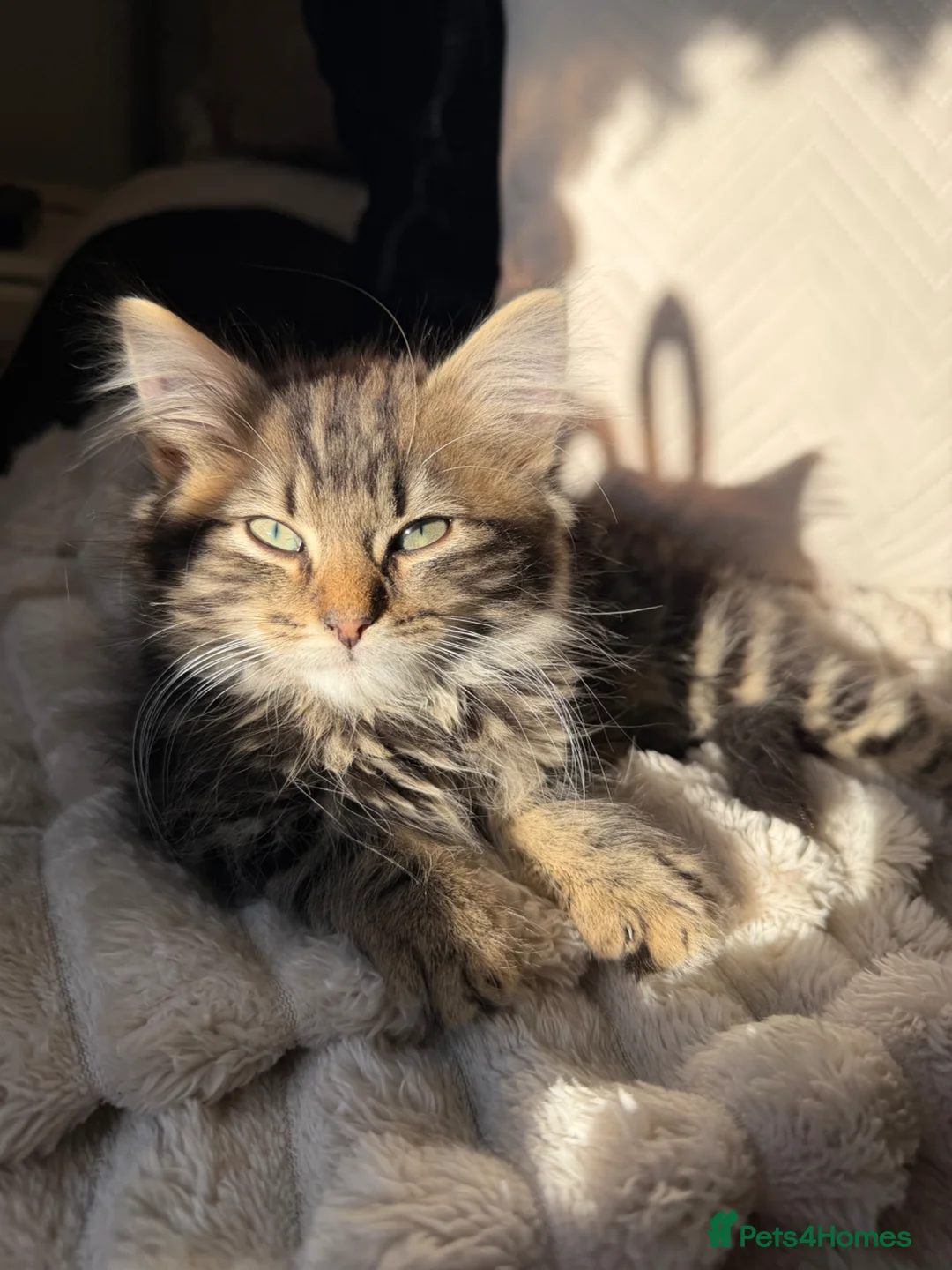 Mixed Breed cats for sale: 4 Beautiful KITTENS in Pontefract - Advert 1