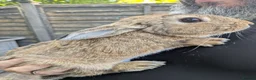 Mixed Breed rabbits for sale: 3 Male rabbits Brothers (separated) - Advert 2