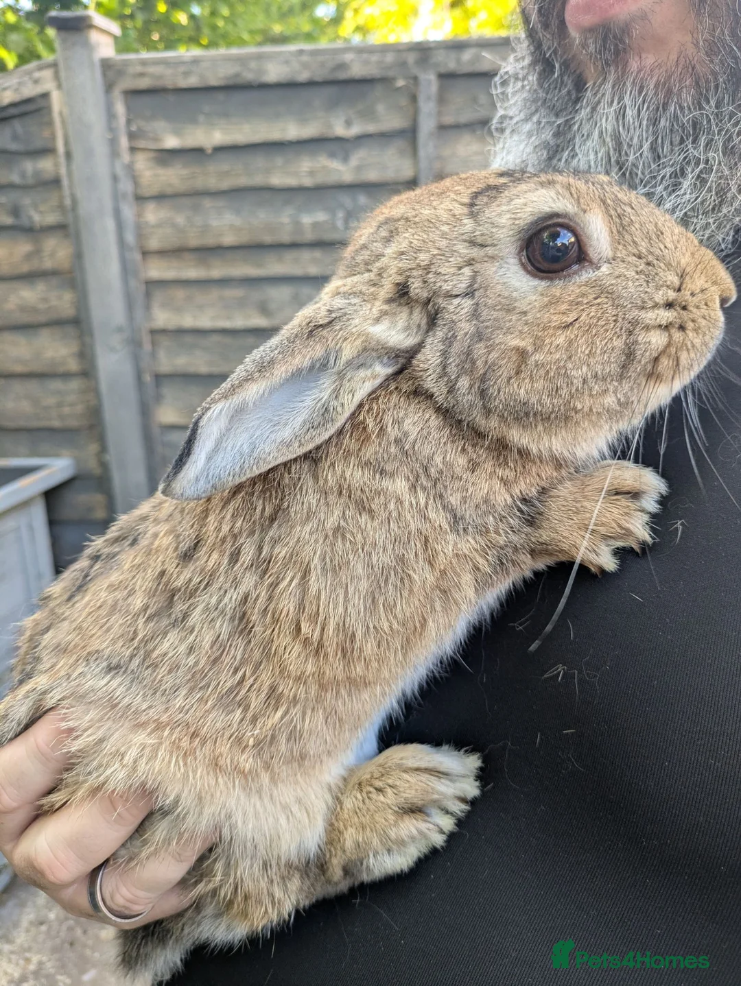 Mixed Breed rabbits for sale: 3 Male rabbits Brothers (separated) - Advert 2
