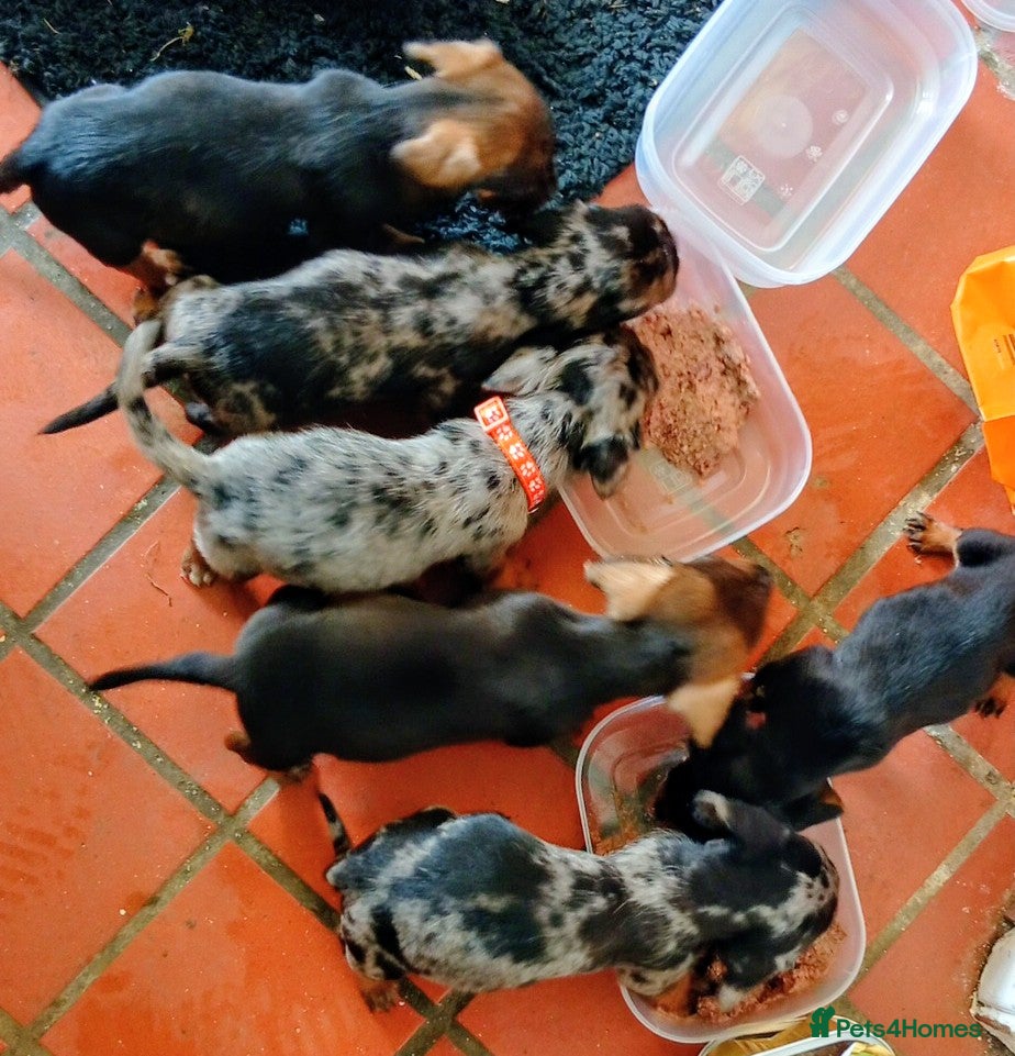 Dachshund dogs Adorable daschunds wire/smooth/dapple - Advert 2