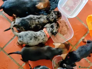 Dachshund dogs Adorable daschunds wire/smooth/dapple - Advert 2