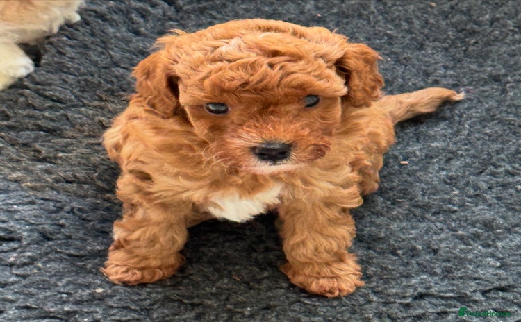 Toy Poodle dogs - Advert 5