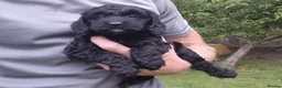 Cockapoo dogs for sale: Cockapoo pups in Wingate - Advert 3