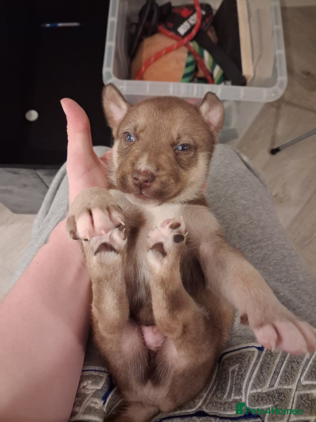 Mixed Breed dogs for sale: Agouti Husky Cross puppies  - Advert 22