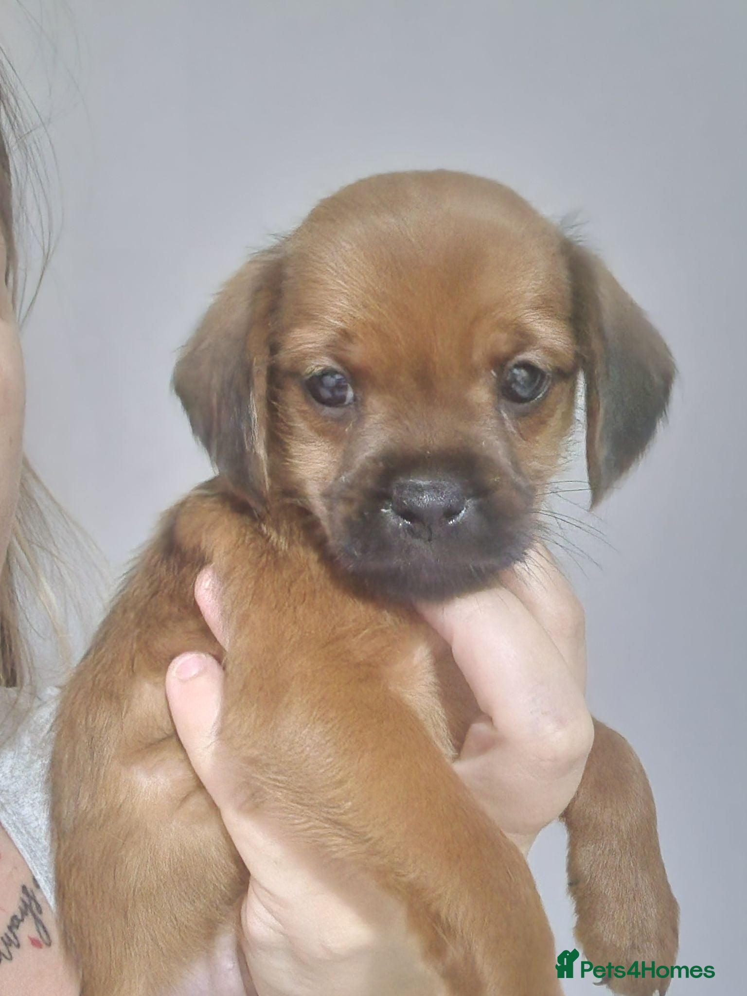 Mixed Breed dogs Beautiful Cavapoopugs - Advert 2
