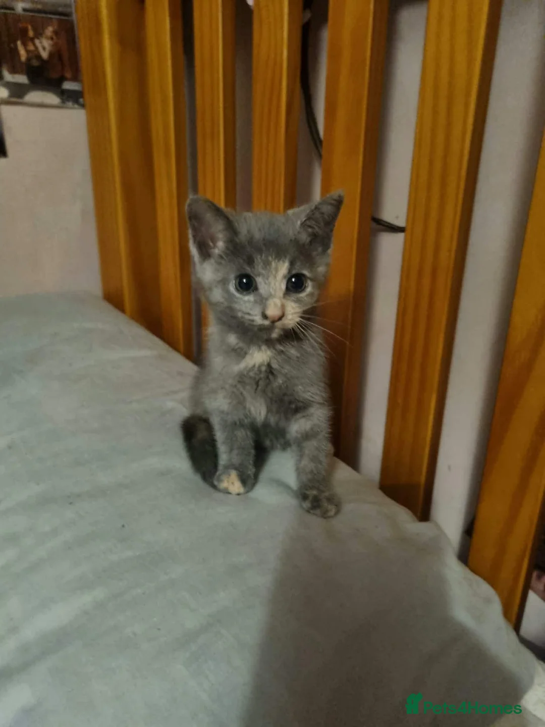 Mixed Breed cats for sale: Beautiful female kittens - Advert 6