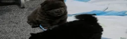 Chow Chow dogs for sale: Only 3 avalable (5 generation Chow chow) puppys - Advert 21