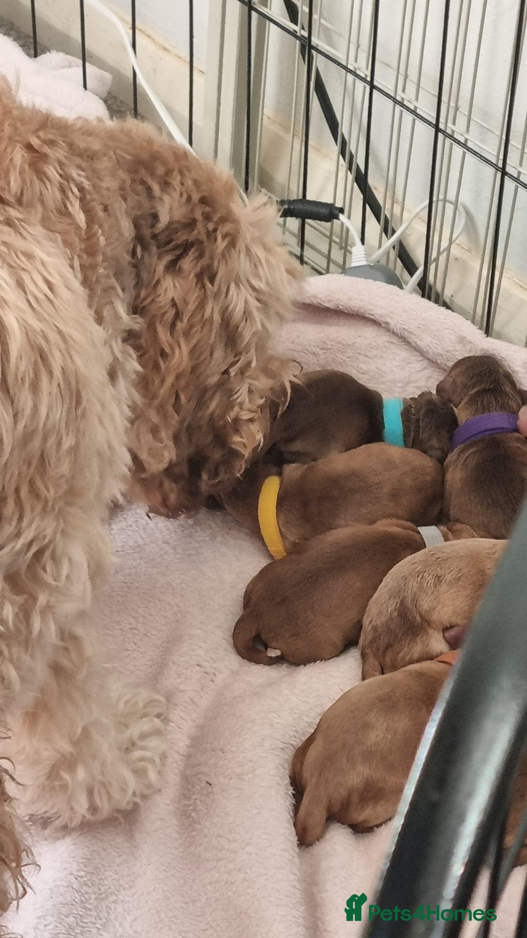 Cockapoo dogs for sale: Beautiful Cockapoos  - Image 5