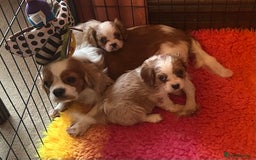 Cavalier King Charles Spaniel dogs for sale: Blenheim Cavalier Girl - Image 3