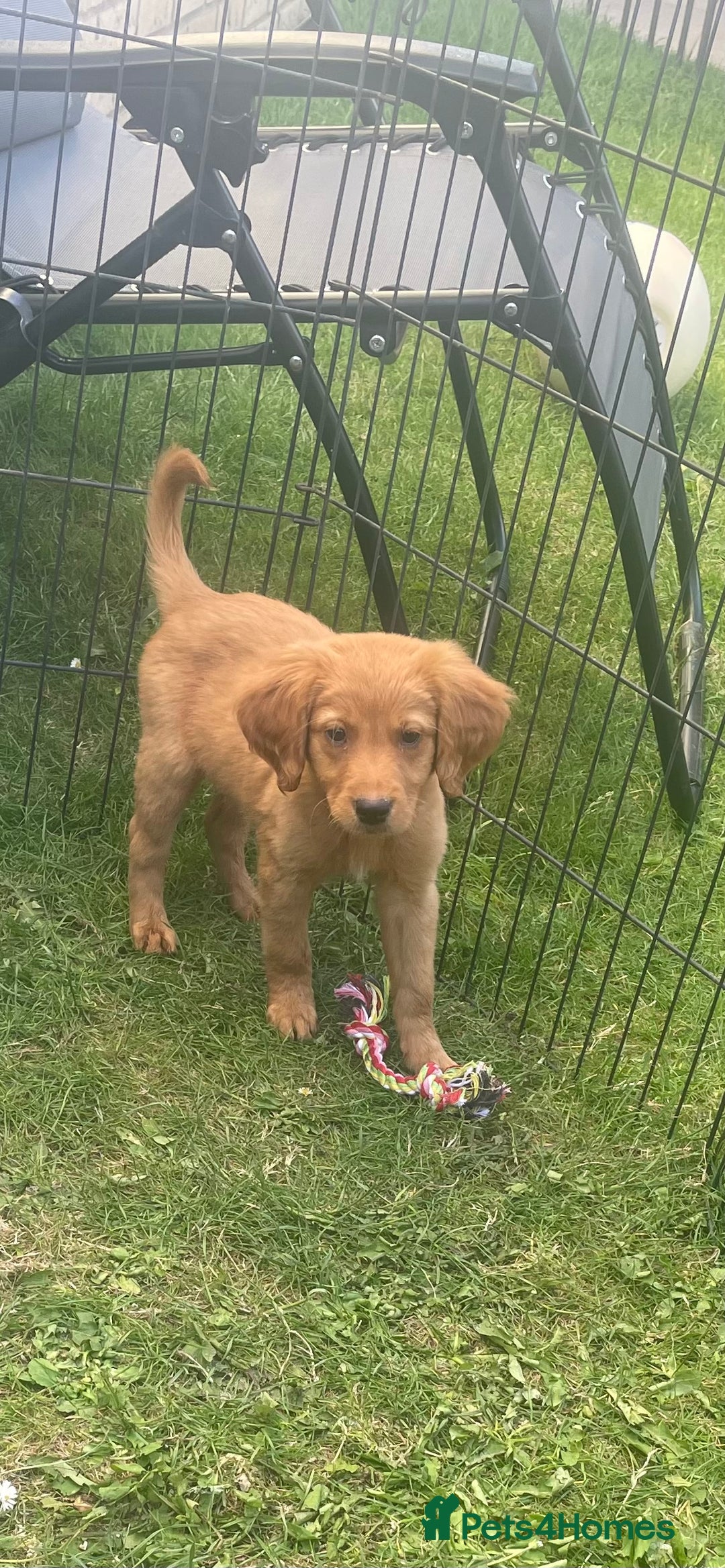 Labrador Retriever dogs for sale: Beautiful fox red lab puppies in Cambridge - Image 18