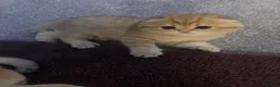 Scottish Fold cats for sale: Beautiful scottish fold and scottish straight - Advert 8