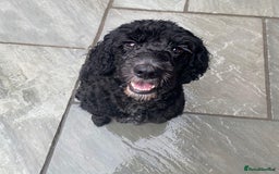 Cockapoo dogs for sale: 5 year old neutered male cockapoo to be rehomed  - Image 1