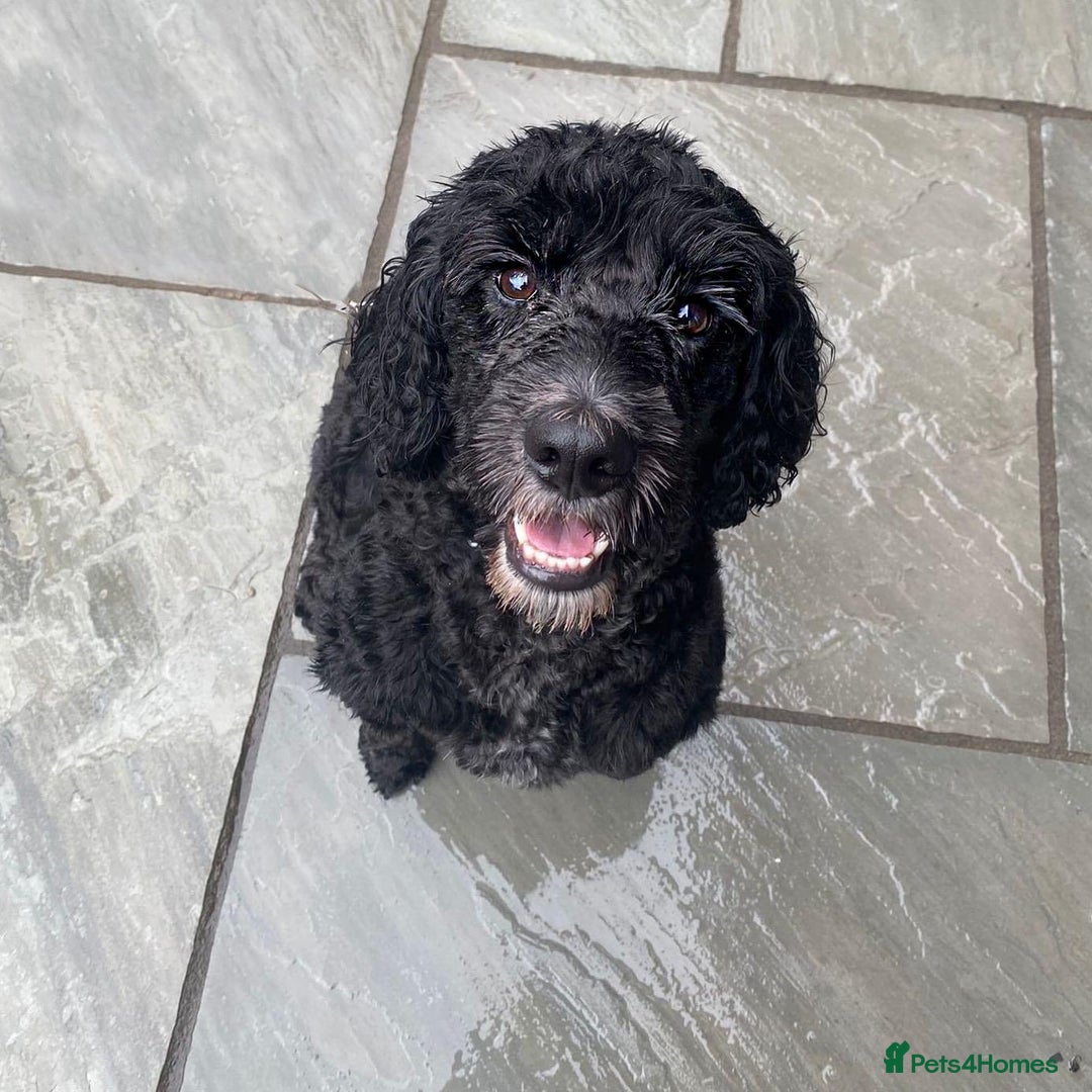 Cockapoo dogs for sale: 5 year old neutered male cockapoo to be rehomed  - Image 1