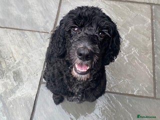 Cockapoo dogs - Advert 1