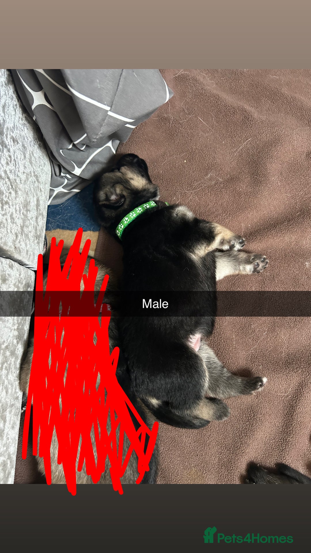 German Shepherd dogs for sale: 10 Germans Shepherd Puppys - Image 4