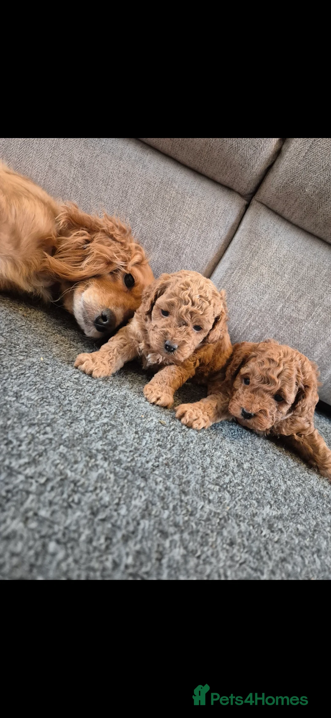 Cavapoo dogs for sale: Beautiful F1B Cavapoo Puppies - Advert 4