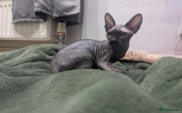 British Shorthair cats for sale: Sphynx boy and British shorthair girl  - Image 8