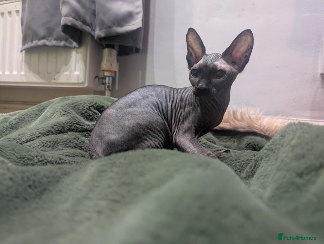British Shorthair cats for sale: Sphynx boy and British shorthair girl  - Image 8
