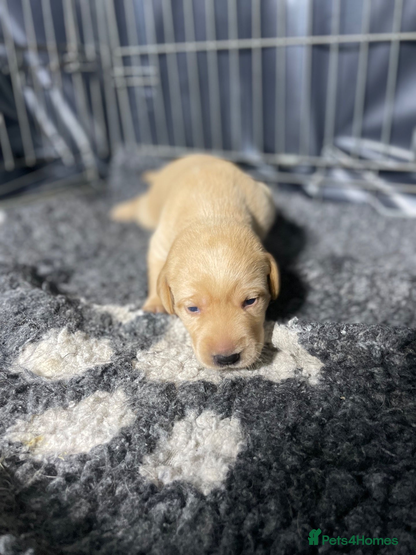 Labrador Retriever dogs Stunning Labradors for sale  - Advert 2