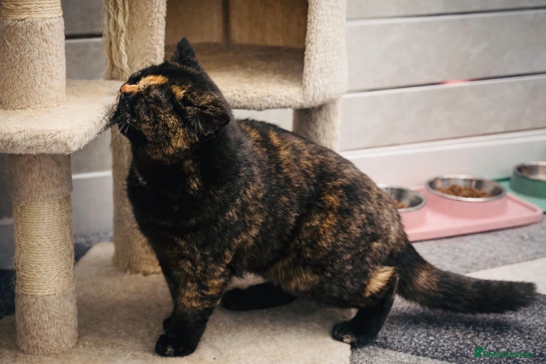 British Shorthair cats for sale: 18 Week RARE Tortoiseshell British Shorthair Girl - Advert 5