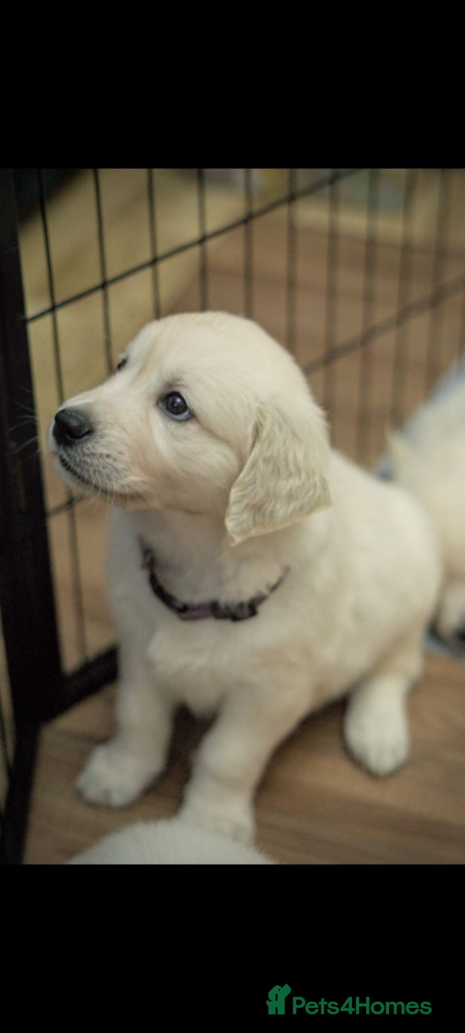 Golden Retriever dogs Golden Retriever pups looking for forever homes  - Advert 2
