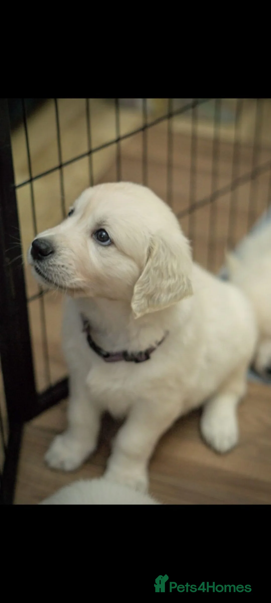 Golden Retriever dogs for sale: Golden Retriever pups looking for forever homes  - Advert 1