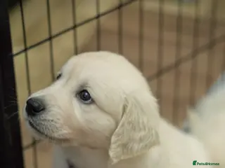 Golden Retriever dogs Golden Retriever pups looking for forever homes - Advert 2